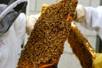 Lancement de la zone apicole éducative de l'UQAM