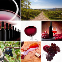 L'Agora du vin : initiation à la dégustation