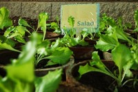 Atelier Des légumes sur le balcon