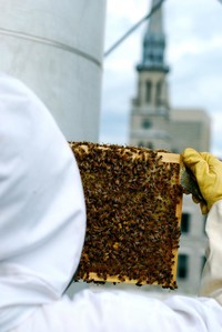 Apiculture urbaine : recherche et les techniques innovatrices en apiculture 