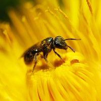 Atelier-formation sur la gestion des pollinisateurs sauvages urbains