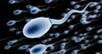 Spermatozoïdes: pas juste une question de nombre