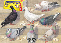 Balade - Écologie des pigeons