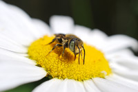 Safari de pollinisateurs urbains! (ATTN!: date révisée)
