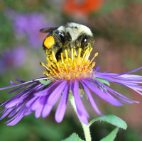 Atelier-conférence : La création d'habitats pour les pollinisateurs urbains & l'apiculture au fil des saisons !