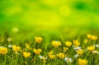 Le pouce vert : Pelouse alternative, écologique et fleurie - ACTIVITÉ ANNULÉE