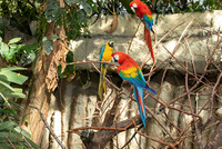 Dessinez les animaux de la forêt tropicale par Wild Immersion