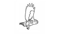 Club des ornithologues amateurs du Saguenay–Lac-Saint-Jean