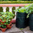 Conférence | Cultiver les légumes en pots