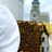 Apiculture urbaine : approche génétique sur les lignées d’abeilles dans une perspective écologique