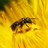 Atelier-formation sur la gestion des pollinisateurs sauvages urbains