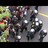 Mouvements sociaux et répression policière au Québec