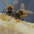 Atelier sur les pollinisateurs et visite des ruches de l'UdeM
