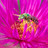 Vies d'insectes : les pollinisateurs du jardin
